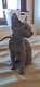 Chaton bleu russe