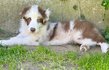Mâles rouge merle avec pedigree