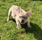 Chiot bouledogue français