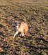 Adorable Berger Australien