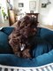 Shih-Tzu