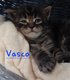 Magnifique Chaton Maine Coon