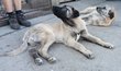 Berger d'anatolie chiots