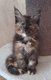 Magnifique Chaton Maine Coon
