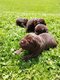 Chiots Labrador Chocolat 🍫