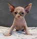 Magnifiques chatons Sphynx