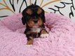 Bébés cavalier king Charles nés et élevés...