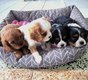 Bébés cavalier king Charles nés et élevés...