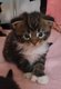 Magnifiques chatons maine coon à réserver