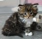 Magnifiques chatons maine coon à réserver