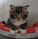 Magnifiques chatons maine coon à réserver