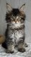 Magnifiques chatons maine coon à réserver