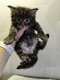 Magnifiques chatons maine coon à réserver