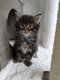 Magnifiques chatons maine coon à réserver