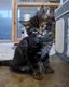 Magnifiques chatons maine coon à réserver