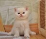Chatons British shorthair de couleurs rares sont...