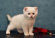 Chatons British shorthair de couleurs rares sont...