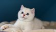 Magnifiques chatons British shorthair.