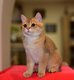 Magnifiques chatons British shorthair.
