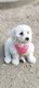 Bichon maltais