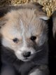 Chiots Akita Inu