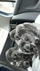 Dogue allemand