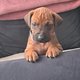 Chiots rhodesian ridgeback