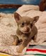Reste 1 chihuahua poil court