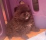 Spitz nain pomeranian