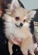 Adorable femelle Pomchi