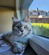 Super belle mainecoon femelle à placer