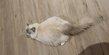 Portée de croisé Maine Coon et ragdoll