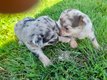 🐾 Adorables chiots chihuahua  poils...