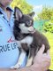 Disponible à l'adoption chiot Chihuahua mâle...