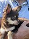 Disponible à l'adoption superbe Chihuahua mâle...