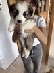 BB border [cherche] famille aimante