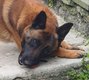 Malinois chiens travaille