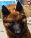 Malinois chiens travaille