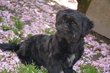Adorable shih-tzu mle