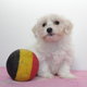 Adorables chiots Bichons Maltais