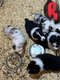 Chiots border collie
