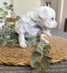 Chiens Chinois Hug And Sweetness