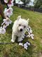 Chiens Chinois Hug And Sweetness
