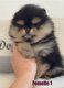 Sublimes femelles spitz nain Pomeranian lof