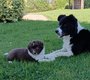 Magnifique chiots border collie