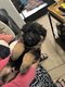Chiots berger allemand poil long tête noir dos...