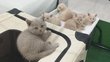 Magnifiques chatons British Shorthair