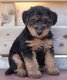Chiots Welsh terriër (parents présents)
