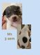 Chiots jack Russell vendre