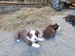 Chiots Border collie